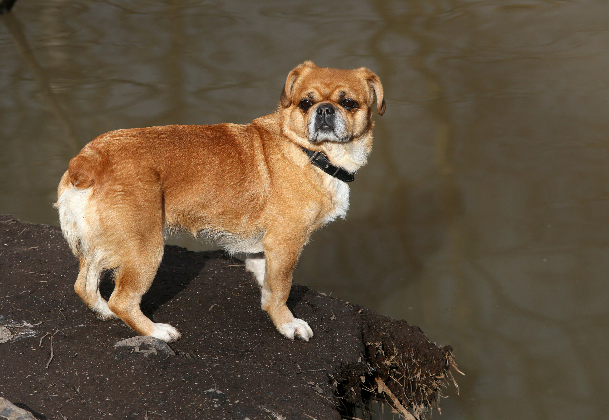 Полторы тысячи собак и кошек проверили в аэропорту Пулково