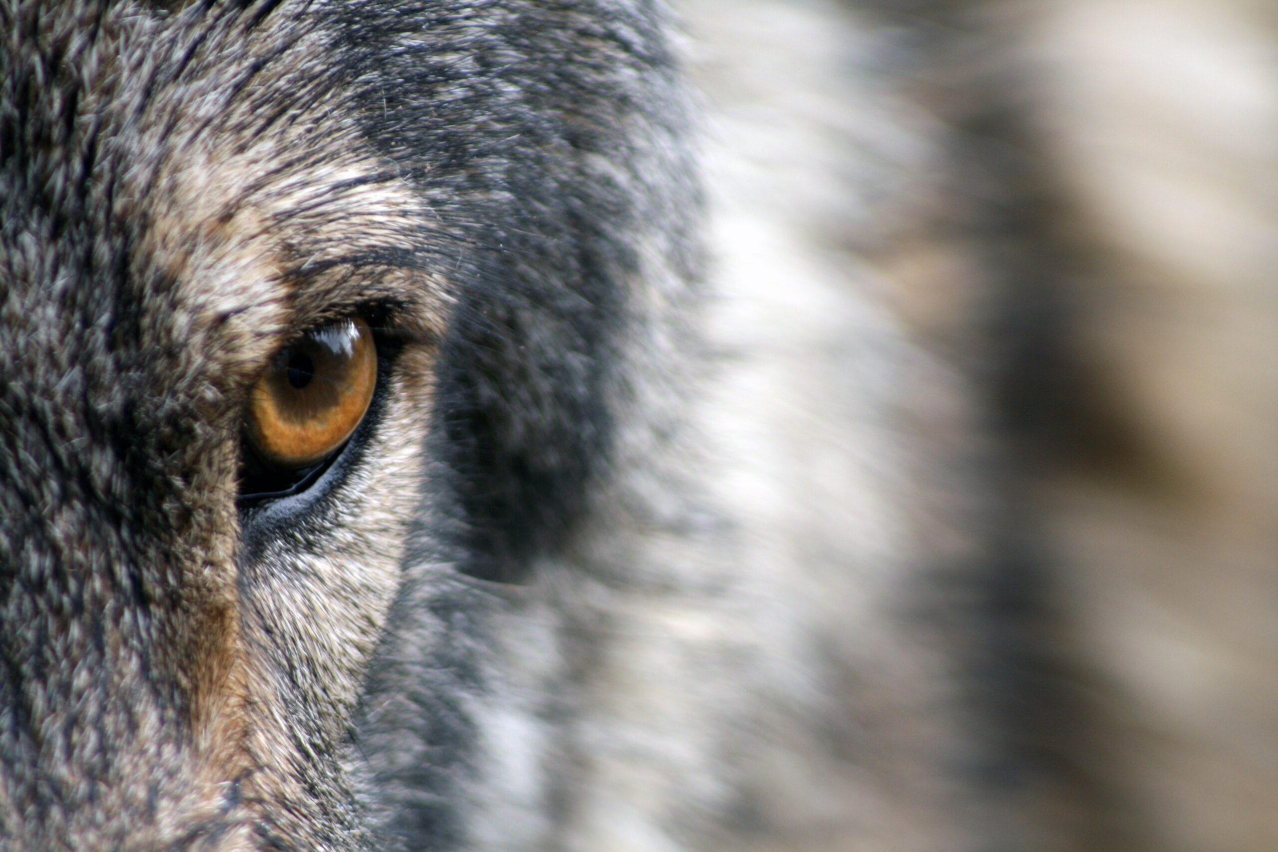 Заметивший зверя. Глаз волка. Взгляд волка. Волчий взгляд. Волк с серыми глазами.