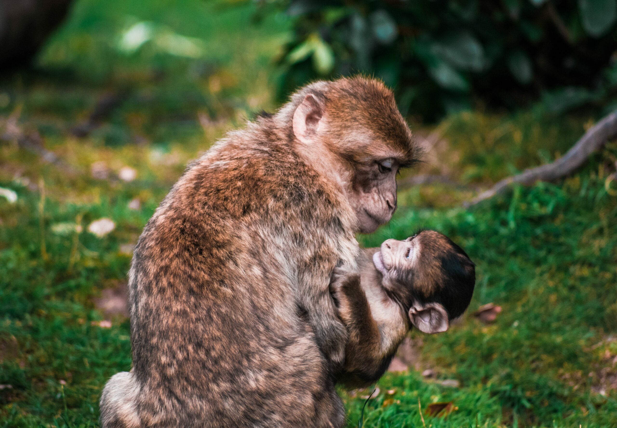 Мужчина обезьяна любовь. Детеныш обезьяны. Семья обезьян. Семья обезьян фото. Коричневая обезьянка.